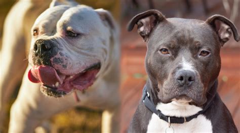 Difference Between Pitbull And American Bulldog